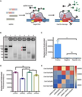 CRISPR/Cas12a Based Rapid Molecular Detection of Acute Hepatopancreatic Necrosis Disease in Shrimp